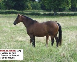 broodmare Kartina de Rouhet (Anglo-Arabs, 1998, from Veloce de Favi AA)