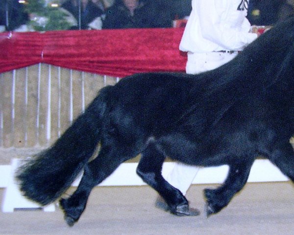 Deckhengst Richard van de Kleine Steeg (Shetland Pony, 2001, von Hannes van de Strengen) Deckhengst Richard van de Kleine Steeg (Shetland Pony, 2001, von Hannes van de Strengen)