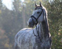 Springpferd Cassjana (Holsteiner, 2010, von Cassini II)