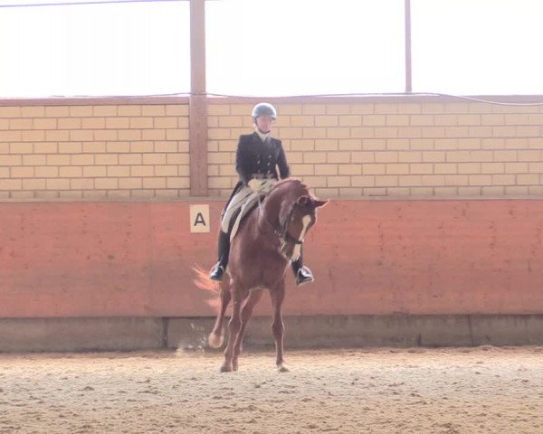 Reitturnier Hellefeld 2018