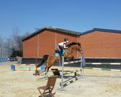 jumper Duell Graf H (German Riding Pony, 2009, from Dumont)