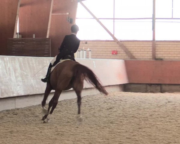Reitturnier Hellefeld 2018