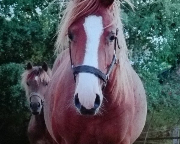 horse Calito (German Riding Pony, 2016, from Cosmopolitan NRW)