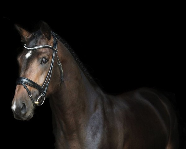 stallion Finest Dream 3 (German Sport Horse, 2012, from Foundation 2)