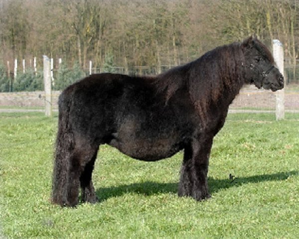 broodmare Ursela v.d. Stoommolen (Shetland Pony, 1983, from Marlando van Stal Volmoed)