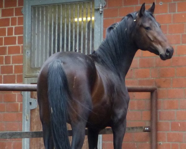 horse Sancetto (Hessian Warmblood, 2009, from San Remo)