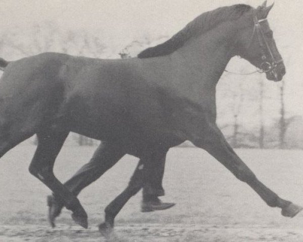 stallion Amor (Hanoverian, 1973, from Absatz) stallion Amor (Hanoverian, 1973, from Absatz)