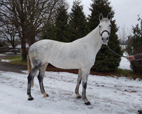 jumper Aurelia W (German Warmblood, 2008, from Chekandino)