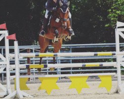 Springpferd Quite High (Hannoveraner, 2010, von FRH Quaid)