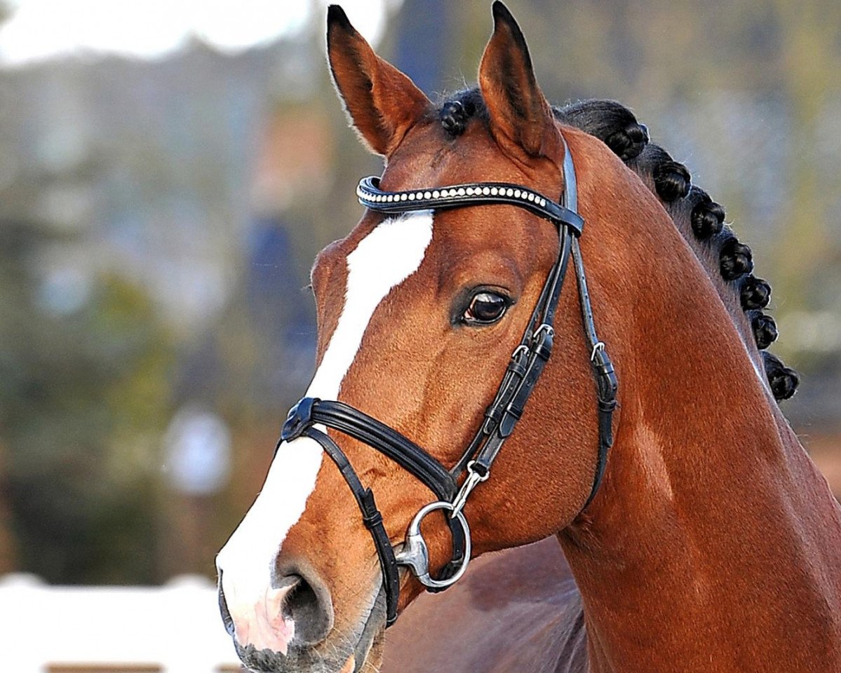 stallion Carrico (Holsteiner, 2003, from Catoki)