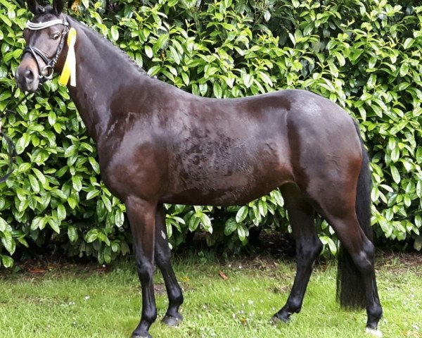 Zuchtstute London (Deutsches Reitpony, 2012, von Henry)