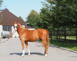 dressage horse Musicman (German Riding Pony, 2011, from The Braes My Mobility)