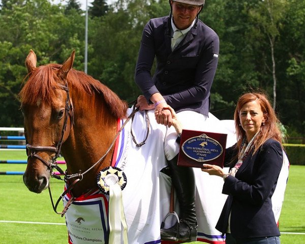 jumper Juka Z van de Doornakkers (Belgian Warmblood, 2009, from Lord Z)