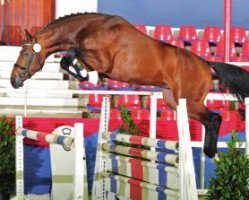 stallion Lord Perry W (Hanoverian, 2009, from Lord Pezi)