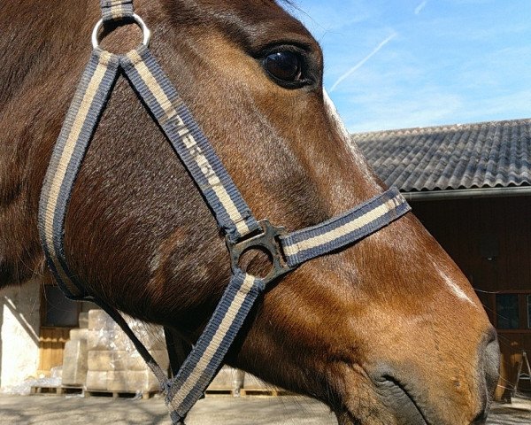 dressage horse Ten Ankers Pamaural (New Forest Pony, 2008, from Arenberg's Maurits)