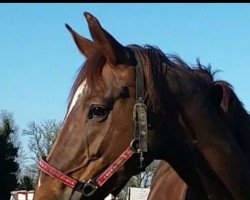 horse Saphira ST (unknown, 2009)
