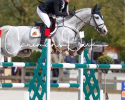 jumper Cerlino Von Hof CH (Swiss Warmblood, 2004, from Cernunnus von Hof)