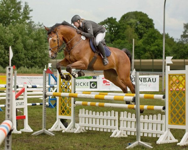 jumper Levino 22 (Oldenburg, 2009, from Hh Linton)