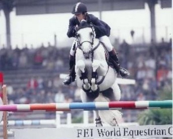 stallion Schneesturm (Trakehner, 1994, from Abdullah) stallion Schneesturm (Trakehner, 1994, from Abdullah)