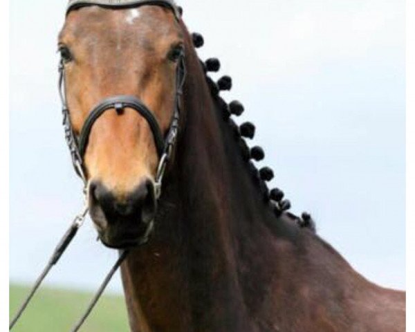 Pferd Domingo d‘Or (Bayer, 2013, von Dollar D'Or Sb)