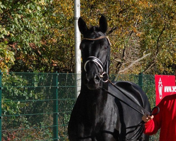 dressage horse San Francisco (Westphalian, 2010, from Schumacher)