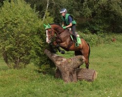 jumper Battal xx (Thoroughbred, 2007, from Macavity xx)