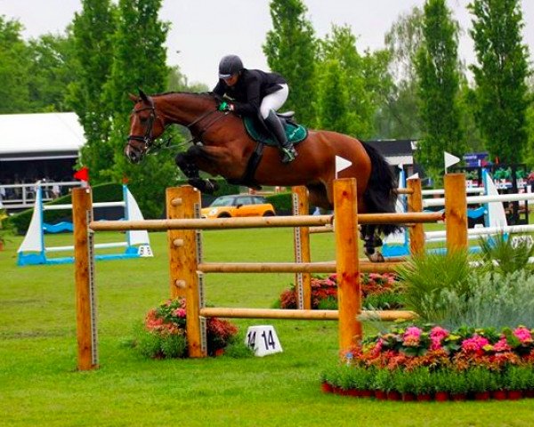 broodmare Zorianda (KWPN (Royal Dutch Sporthorse), 2004, from Indorado)