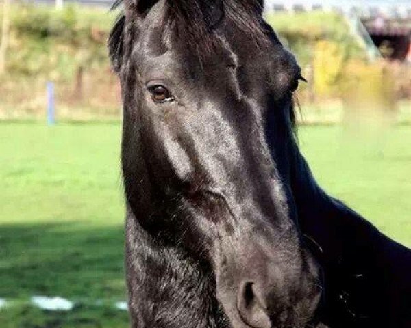 horse Orlandia (Sachs-door. Heavy Warmbl., 2005, from Geron)