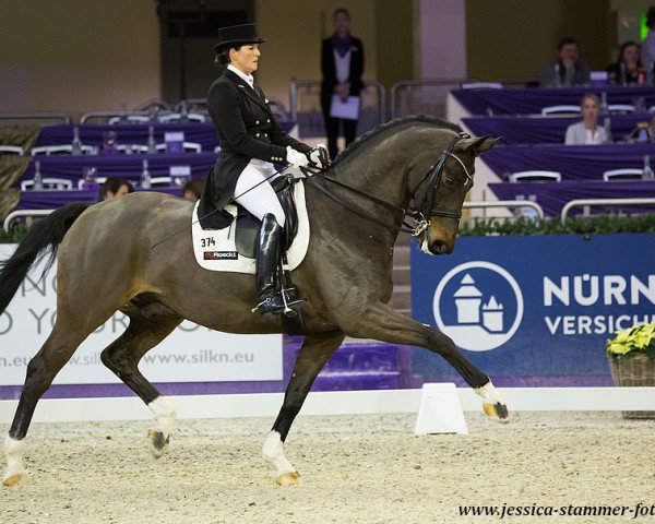 dressage horse Sandiego 10 (Mecklenburg, 2007, from Sancisco)