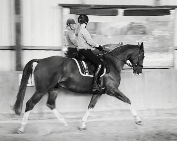 horse Rush Hour (Oldenburg, 2011, from Rotspon)