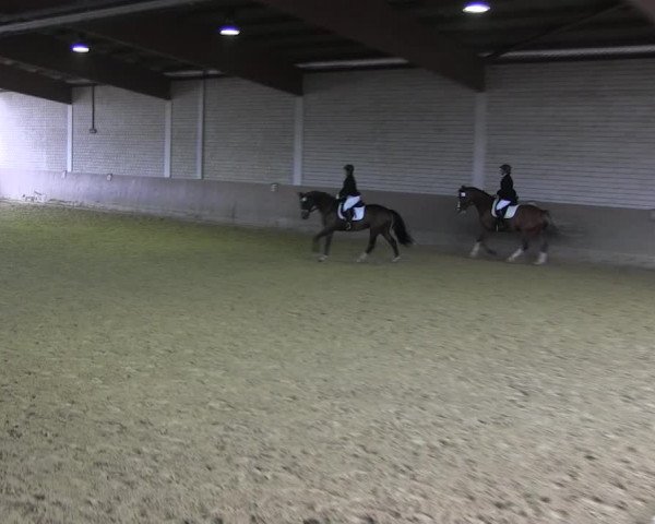 Reitturnier Hamm-Rhynern 2018