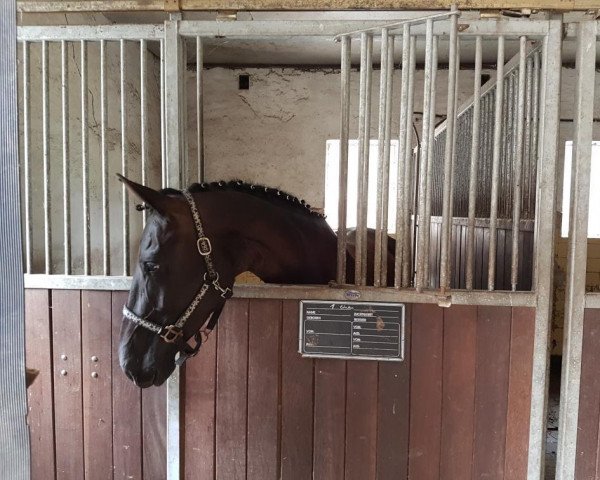 dressage horse Holly Hope (Hanoverian, 2013, from Heinrich Heine)