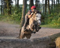 broodmare Daria Grey (Hessian Warmblood, 2007, from Dancer 94)
