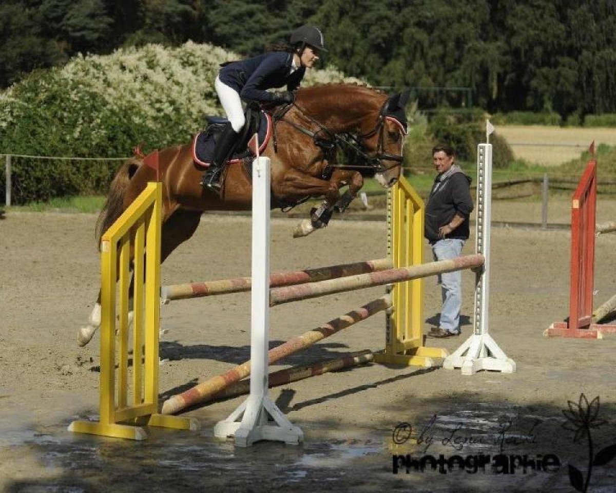 Caballo de salto Little Lane (Westfaliano, 2004, de Lissabon 29)