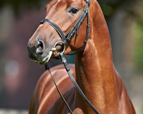 stallion Landelin (Westphalian, 2007, from Landor S)