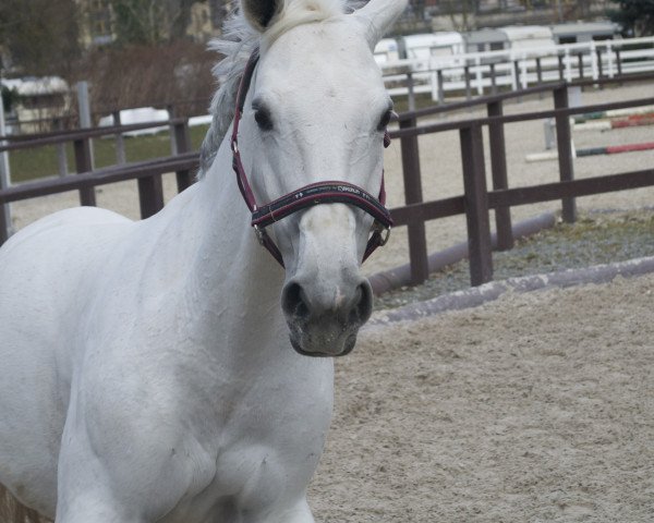 horse Lady Ann 7 (Oldenburg, 2001, from Landor S)