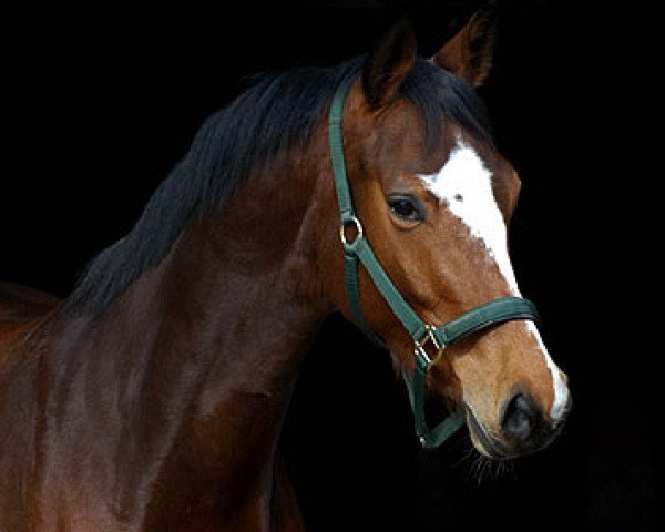 horse Talavera (Trakehner, 2006, from Summertime) horse Talavera (Trakehner, 2006, from Summertime)
