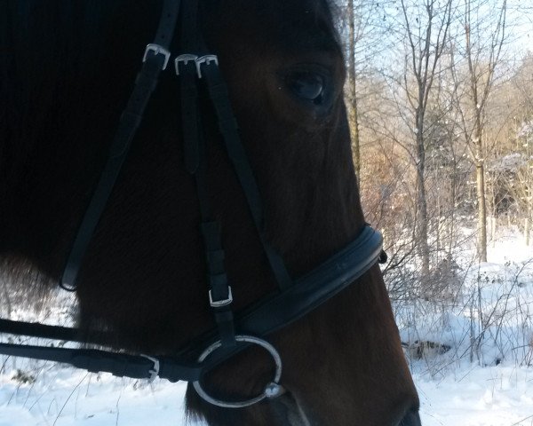 dressage horse Full Fantastic (Hanoverian, 1998, from Full Speed)
