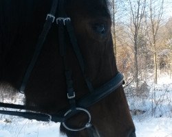 dressage horse Full Fantastic (Hanoverian, 1998, from Full Speed)
