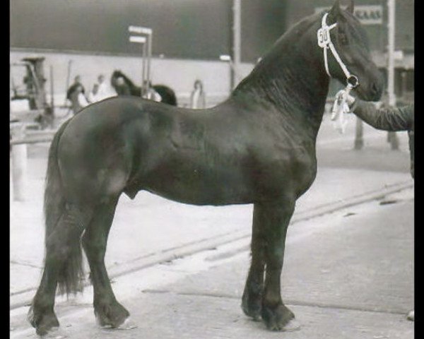stallion Feitse 293 (Friese, 1983, from Jochem 259)