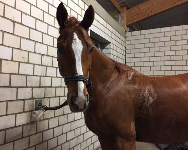 dressage horse Rubiano Sun (Hanoverian, 2011, from Royal Blend)