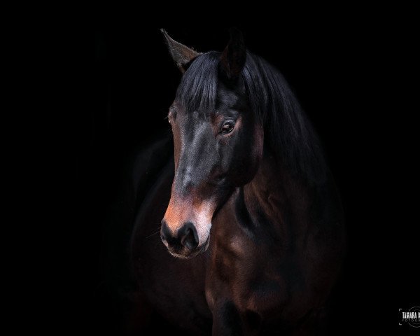 broodmare Rubinja (Württemberger, 2007, from Rubicell)