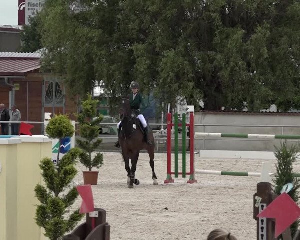 Reitturnier Achern 2018
