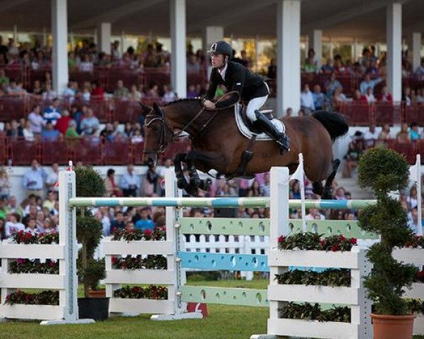 jumper Bon Ami (Belgian Warmblood, 2001, from Pavarotti van de Helle) jumper Bon Ami (Belgian Warmblood, 2001, from Pavarotti van de Helle)