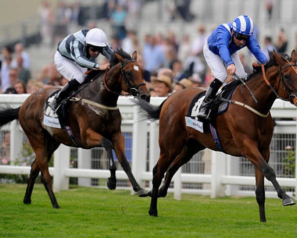 broodmare Fleeting Smile xx (Thoroughbred, 2010, from Distorted Humor xx)