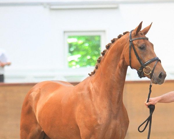 broodmare Jamie Weissena (Oldenburg, 2009, from Jazz)