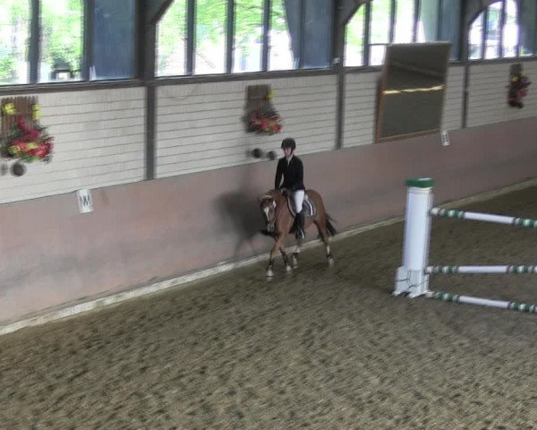 Reitturnier Hamm-Rhynern 2018
