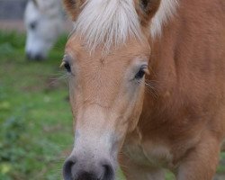 horse Strahlemann 19 (Haflinger, 2017, from Starkwind)