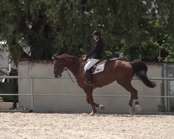 Reitturnier Achern 2018