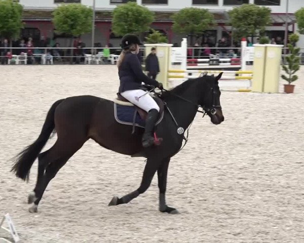 Reitturnier Achern 2018